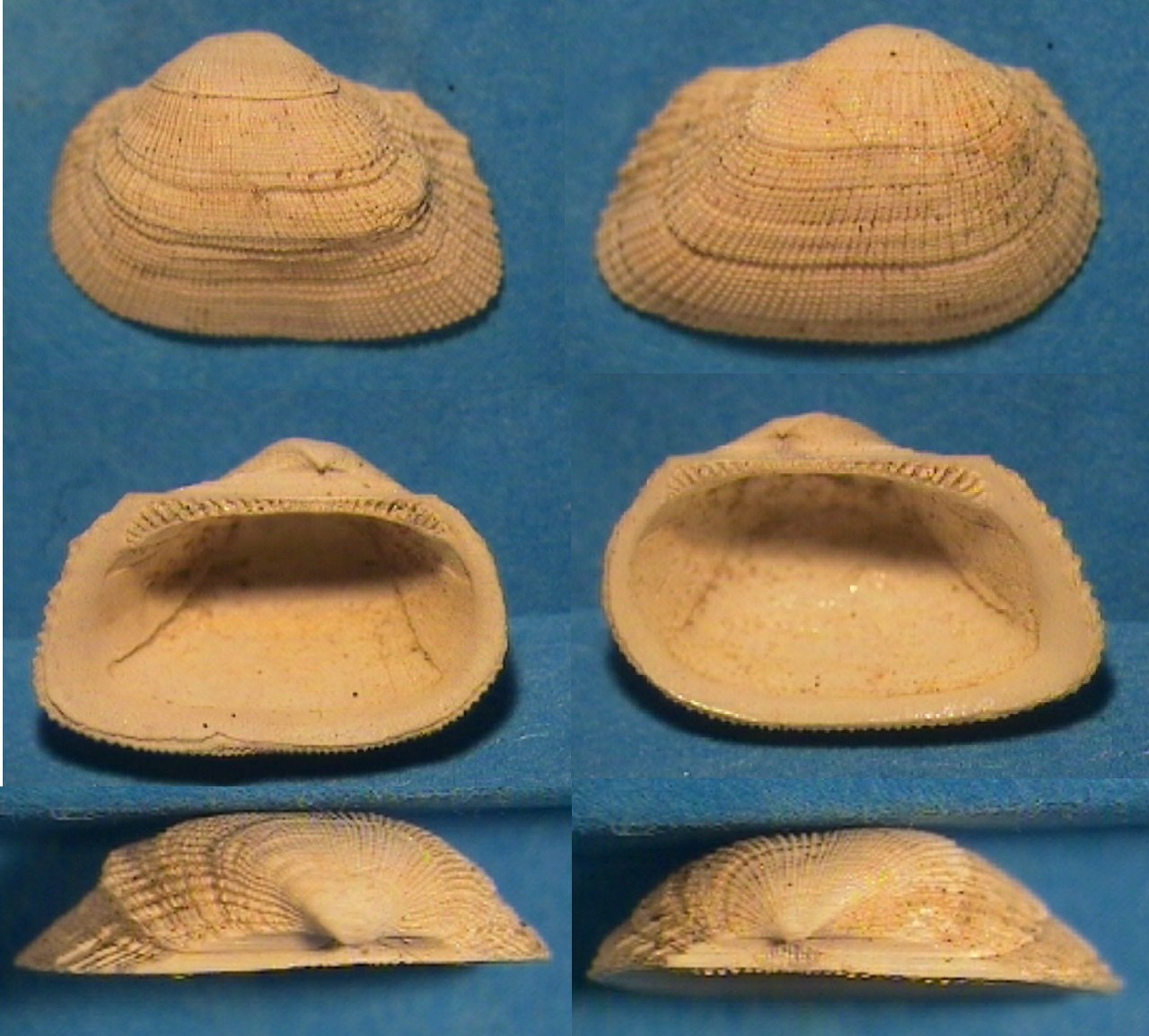 Striarca lactea (L., 1758)